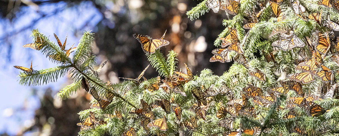 Monarch Butterfly Sanctuary