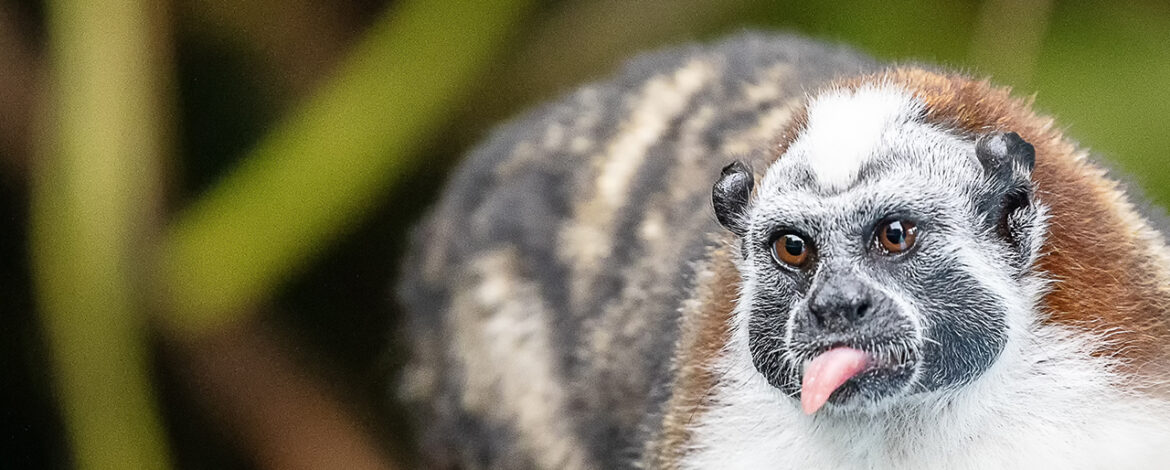 A Geoffroy's Tamarin in the Panama Canal