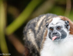 A Geoffroy's Tamarin in the Panama Canal