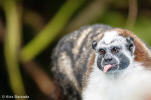 A Geoffroy's Tamarin in the Panama Canal