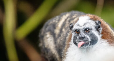 A Geoffroy's Tamarin in the Panama Canal