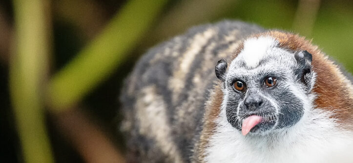 A Geoffroy's Tamarin in the Panama Canal